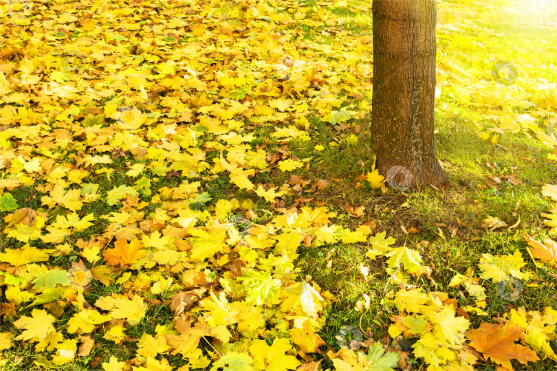 Скачать  Осеннее дерево и листья. фотосток Ozero