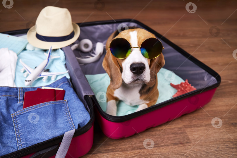 Скачать Собака породы бигль в солнцезащитных очках в открытом чемодане с вещами и аксессуарами для отпуска. фотосток Ozero