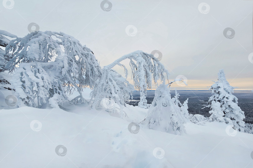 Скачать Необычные зимние деревья, покрытые снегом. Холодная зима. фотосток Ozero