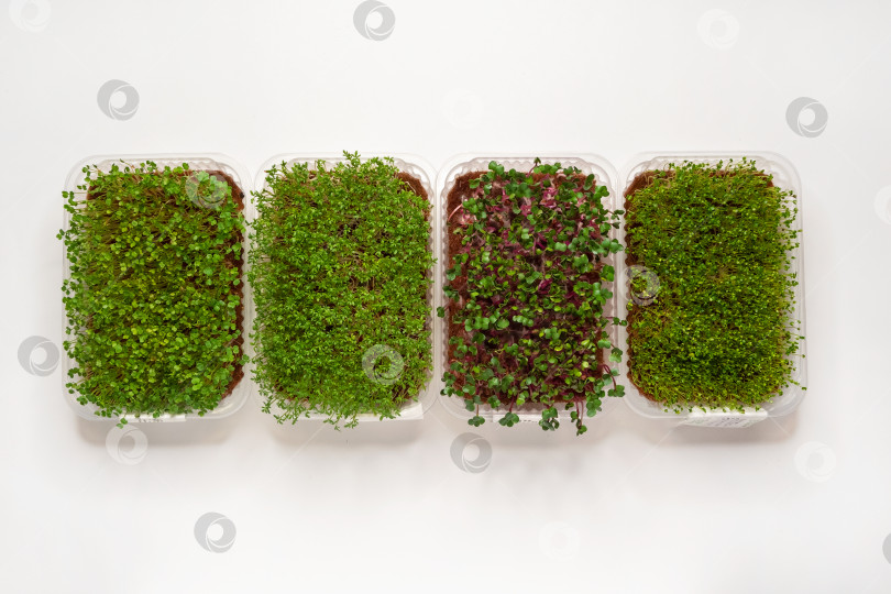 Скачать Выращивание различных микрозеленых растений в домашних условиях. фотосток Ozero