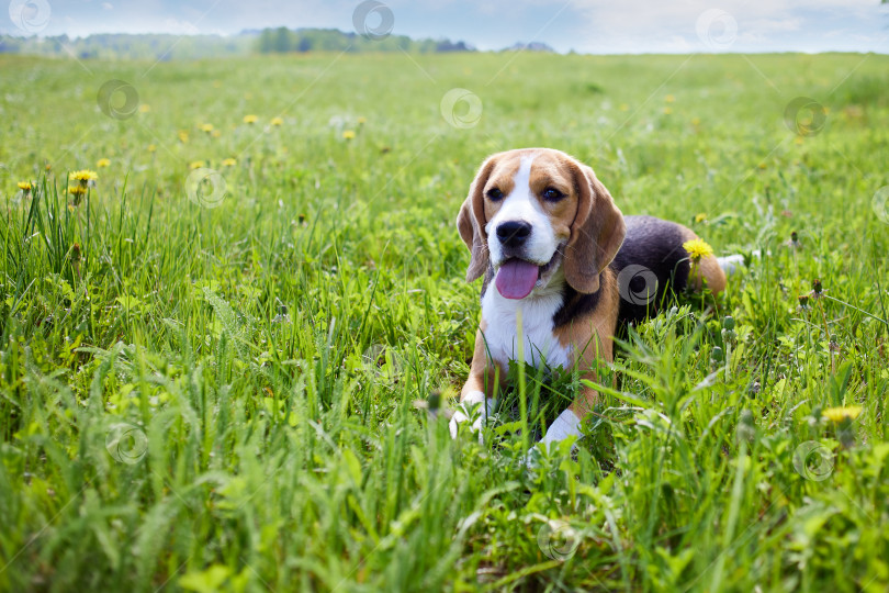 Скачать Милая собачка бигль лежит на траве на летнем лугу в жаркий солнечный день фотосток Ozero