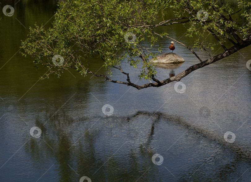 Скачать Утка на камне. фотосток Ozero