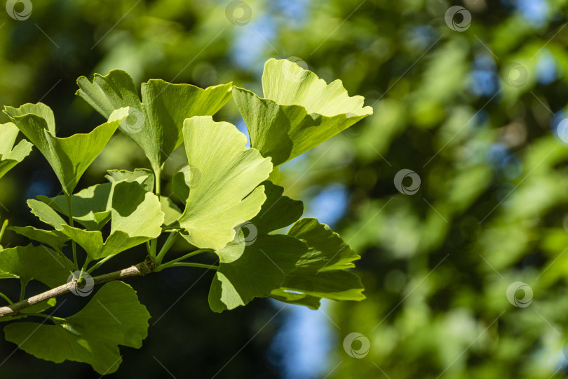Скачать Дерево гинкго (гинкго билоба) или дерево гинкго в ландшафтном саду. Ветка с ярко-зелеными молодыми листьями на размытом фоне вечнозеленых растений. Выборочный фокус. Свежие обои Nature concept. фотосток Ozero