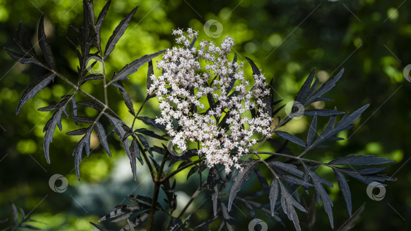 Скачать Удивительное цветение куста черного самбука (Sambucus nigra) Черное кружево. Крупный план нежного розового соцветия на темно-зеленом размытом фоне. Выборочный фокус. Концепция природы для дизайна фотосток Ozero