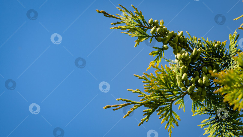 Скачать Ветка с желто-зелеными листьями западной туи (Thuja occidentalis Aurea) на фоне голубого летнего неба. Выборочный фокус. Крупный план текстуры желто-зеленых листьев. Концепция природы для дизайна фотосток Ozero