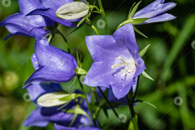 Скачать Фиолетово-синие цветы Campanula persicifolia (колокольчик с персиковыми листьями) на размытом фоне. Выборочный фокус. Лепестки крупным планом с каплями дождя. Концепция природы для дизайна фотосток Ozero