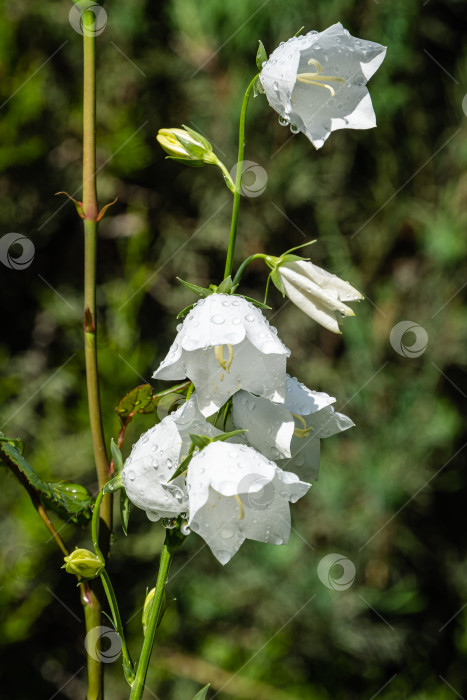 Скачать Белые цветы колокольчика персиколистного (Campanula persicifolia) на размытом фоне. Выборочный фокус. Крупный план нежных белых лепестков с каплями дождя. Концепция природы для дизайна. фотосток Ozero