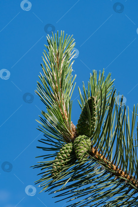 Скачать Сосна Pinus nigra, австрийская или черная сосна в вечнозеленом ландшафтном саду. Молодые шишки и длинные зеленые иглы на ветке сосны Pinus nigra на фоне голубого летнего неба. Выборочный фокус. фотосток Ozero