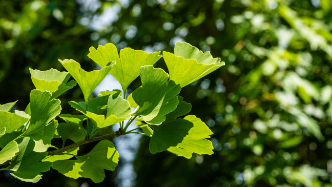 [object Object] undefined