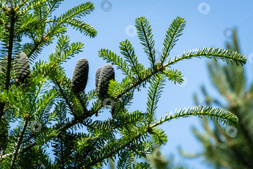 Скачать Ель Abies koreana в вечнозеленом саду. Ветка с фиолетовыми шишками и зелеными и серебристыми иглами на фоне голубого летнего неба. Размытый фон. Выборочный фокус. Шишки крупным планом. Концепция природы для дизайна фотосток Ozero