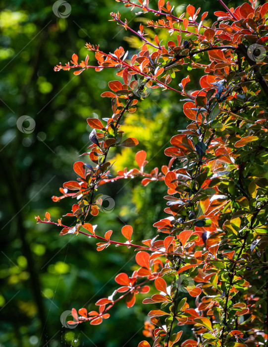 Скачать Красивая фиолетовая листва на изогнутых ветвях куста Berberis thunbergii Atropurpurea. Размытый фон вечнозеленых растений. Выборочный фокус. Концепция природы для дизайна. фотосток Ozero