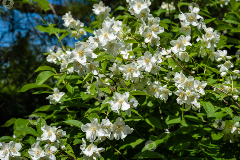 Скачать Цветущий куст Philadelphus lewisii на размытом черном фоне. Выборочный фокус. Ветка с белыми цветами на кусте жасмина в солнечном весеннем саду. Цветочный пейзаж. Есть место для текста. фотосток Ozero