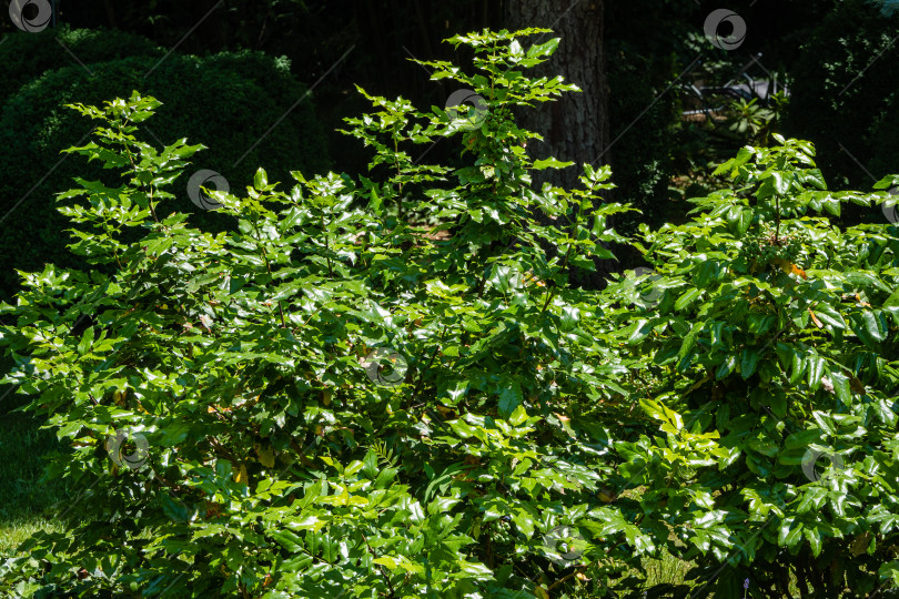 Скачать Большие кусты махонии воднолистной или винограда сорта Орегон на размытом темном фоне в весеннем саду. Выборочный фокус. Ландшафтный сад. Прекрасный природный фон для любой идеи. Есть место для текста фотосток Ozero