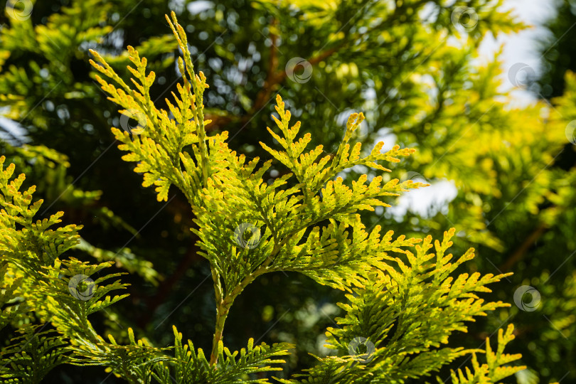 Скачать Ветка с желто-зелеными листьями западной туи (Thuja occidentalis Aurea) на размытом фоне. Выборочный фокус. Крупный план текстуры желто-зеленых листьев. Концепция природы для дизайна фотосток Ozero