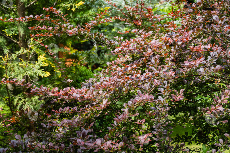 Скачать Красивая фиолетовая листва на изогнутых ветвях куста Berberis thunbergii Atropurpurea. Размытый фон вечнозеленых растений. Выборочный фокус. Концепция природы для дизайна. фотосток Ozero