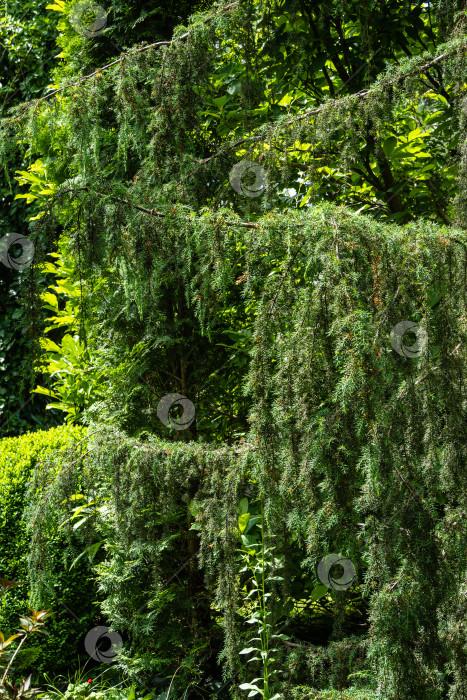 Скачать Красивые свисающие ветки Juniperus communis Horstmann в цвету на размытом фоне вечнозеленых растений. Выборочный фокус. Крупный план. Вечнозеленый ландшафтный сад. Концепция природы для весеннего дизайна. фотосток Ozero
