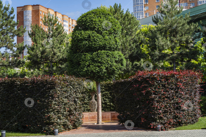 Скачать Зона отдыха с живой изгородью из фиолетового бука (Fagus sylvatica purpurea) на фоне жилого микрорайона. Парк "Краснодар". Листья бука фиолетово-медного цвета. фотосток Ozero