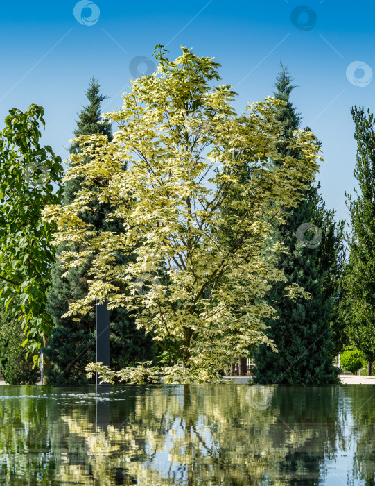 Скачать Зеленая и белая листва клена норвежского 'Drummondii' - Acer platanoides Variegata отражается в воде фонтана Инфинити. Общественный ландшафтный городской парк "Краснодар" или парк Галицкого. Лето 2021. фотосток Ozero