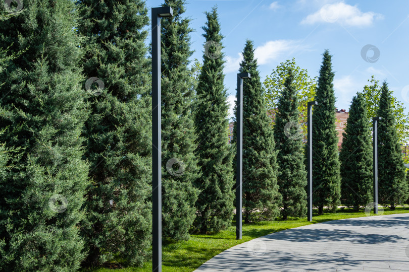 Скачать Подстриженные кипарисы Аризоны (Cupressus arizonica) "Голубой лед" вдоль пешеходной дорожки на фоне голубого неба. Крупный план. Общественный ландшафтный парк "Краснодар". Парк для отдыха, прогулок и спорта. Лето 2021 фотосток Ozero