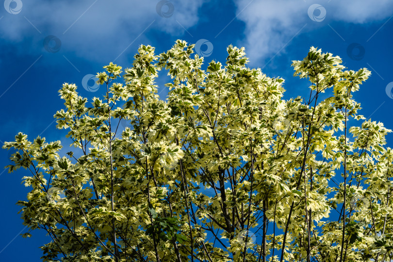 Скачать Клен обыкновенный 'Drummondii' - Acer platanoides Variegata в общественном ландшафтном городском парке Краснодара или Галицкого.. Зелено-белая листва клена обыкновенного 'Drummondii' на фоне голубого неба. Крупный план. фотосток Ozero