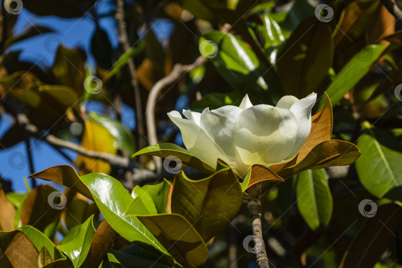 Скачать Белый крупный цветок на ветке вечнозеленой южной магнолии (Magnolia Grandiflora) с зелеными листьями на размытом фоне. Выборочный фокус. Крупный план. Городской парк "Краснодар". Лето 2021. фотосток Ozero