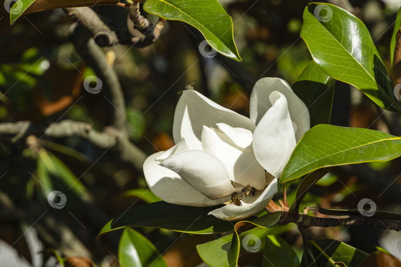 Скачать Белый крупный цветок на ветке вечнозеленой южной магнолии (Magnolia Grandiflora) с зелеными листьями на размытом фоне. Выборочный фокус. Крупный план. Городской парк "Краснодар". Лето 2021. фотосток Ozero