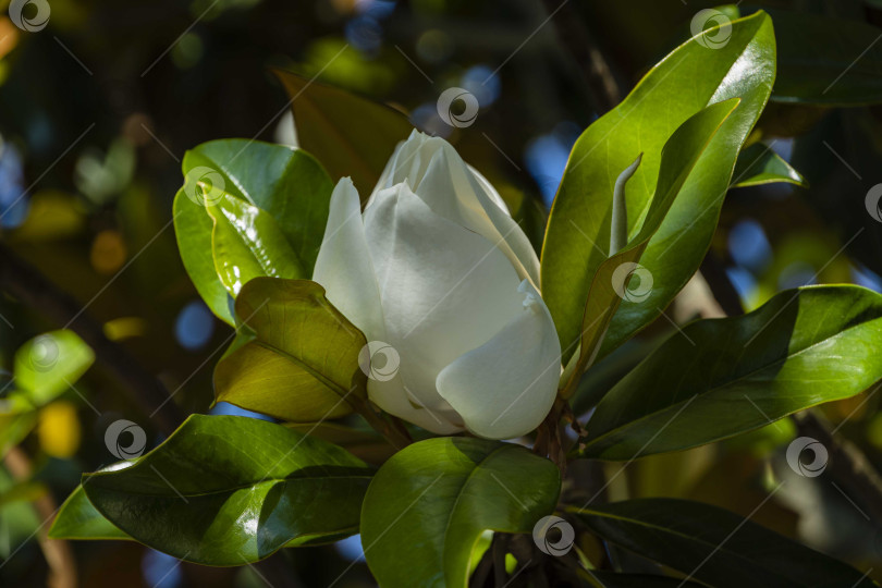 Скачать Белый крупный цветок на ветке вечнозеленой южной магнолии (Magnolia Grandiflora) с зелеными листьями на размытом фоне. Выборочный фокус. Крупный план. Городской парк "Краснодар". Лето 2021. фотосток Ozero