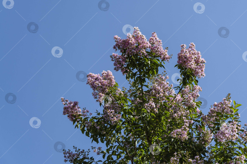 Скачать Цветение мирта обыкновенного (Lagerstroemia indica) розовыми цветами в городском ландшафтном парке "Краснодар" или "Галицкий парк". Крупный план. Соцветия розовых цветов на фоне голубого июльского неба.Лето 2021 фотосток Ozero