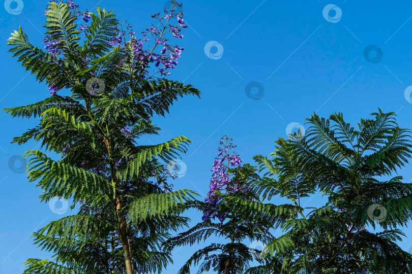Скачать Длинные ветви джакаранды с фиолетовыми цветами в окружении зеленых резных листьев на фоне голубого летнего неба. Выборочный фокус. Общественный городской парк "Краснодар" или Галицкий п фотосток Ozero