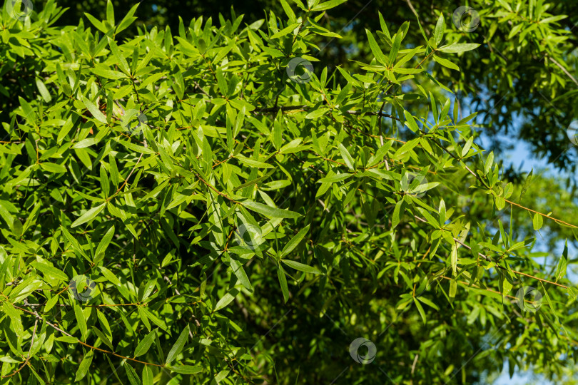 Скачать Роскошная листва ивового дуба (Quercus phellos) на размытом зеленом фоне. Выборочный фокус. Ивовый дуб в общественном ландшафтном городском парке Краснодара или парке Галицкого. Лето 2021: Концепция природы. фотосток Ozero