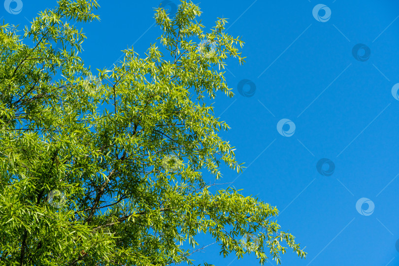 Скачать Роскошная листва ивового дуба (Quercus phellos) на фоне голубого летнего неба. выборочный фокус. Ивовый дуб в общественном ландшафтном городском парке Краснодара или парке Галицкого. Лето 2021.Концепция природы для дизайна фотосток Ozero