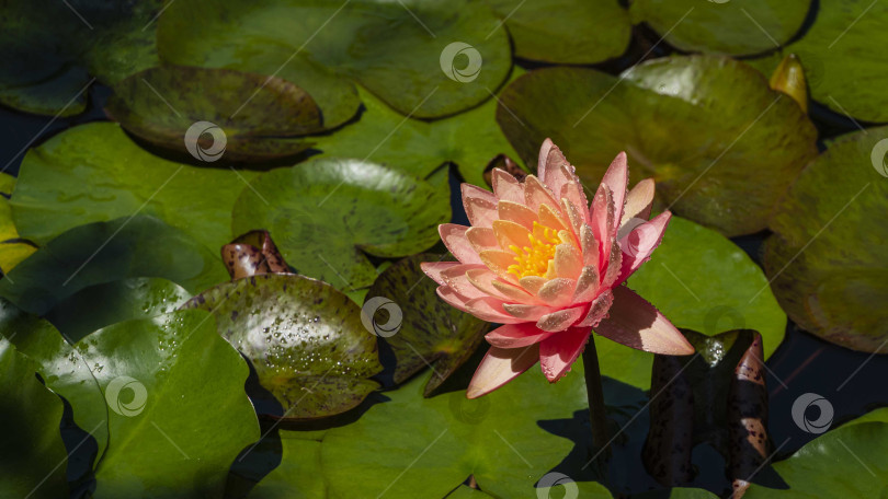 Скачать Волшебная большая ярко-розовая водяная лилия или цветок лотоса оранжевого цвета сансет Перри в садовом пруду. На лепестках цветка капли дождя. Крупный план красивого оранжевого цветка. Концепция природы для дизайна. фотосток Ozero