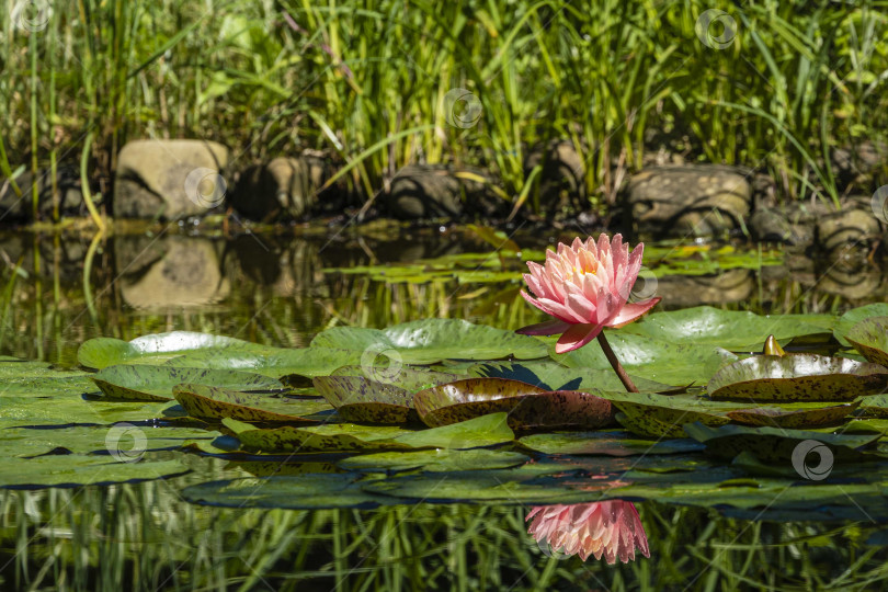 Скачать Волшебная большая ярко-розовая водяная лилия или цветок лотоса, оранжевый закат в пруду на размытом фоне. На лепестках цветка капли дождя. Оранжевые лепестки нимфеи отражаются в воде. фотосток Ozero