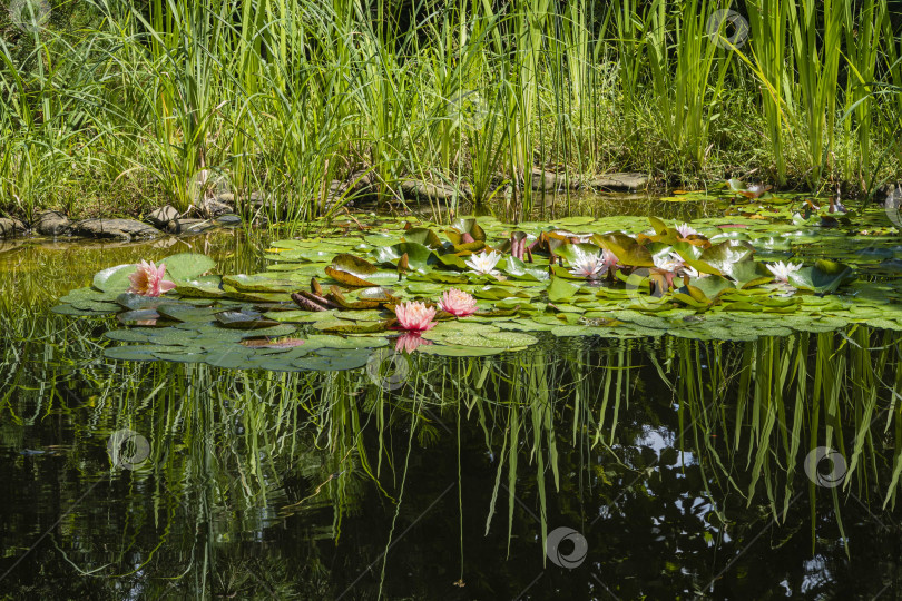 Скачать Ландшафтный садовый пруд с водяными лилиями или цветком лотоса Perry's Orange Sunset и Marliacea Rosea на фоне водных растений на берегу. Отражение водных растений в зеркальной поверхности воды фотосток Ozero