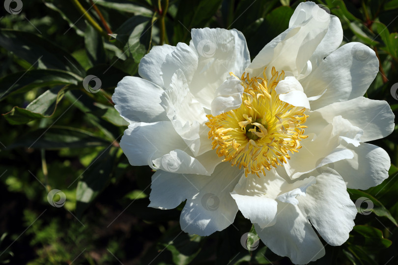 Скачать ярко-белый цветок древовидного пиона фотосток Ozero