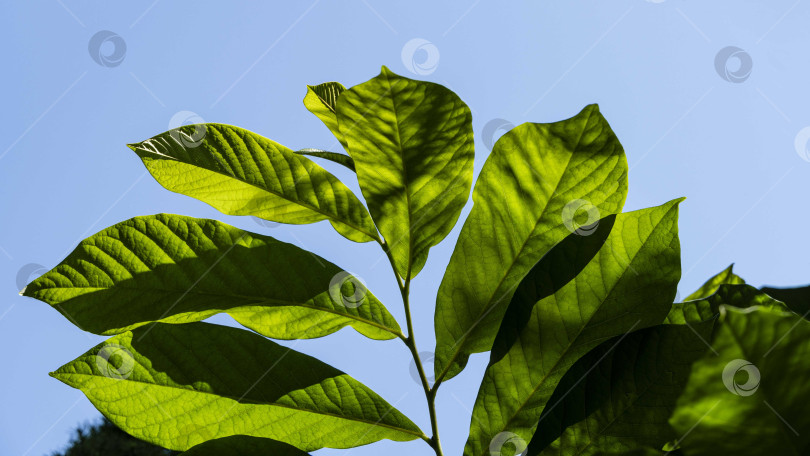 Скачать Азимина трилоба или папайя в летнем саду Молодые темно-зеленые листья азимины трилоба или папайи на фоне голубого неба. Выборочный фокус. Крупный план. Концепция летней природы для дизайна. фотосток Ozero