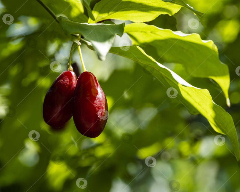 Скачать Спелые красные кизиловые вишни, также кизил или кизиловое дерево на размытом фоне зеленых листьев. Выборочный фокус. Крупный план. Ягоды кизила висят на ветке кизиловой вишни. фотосток Ozero