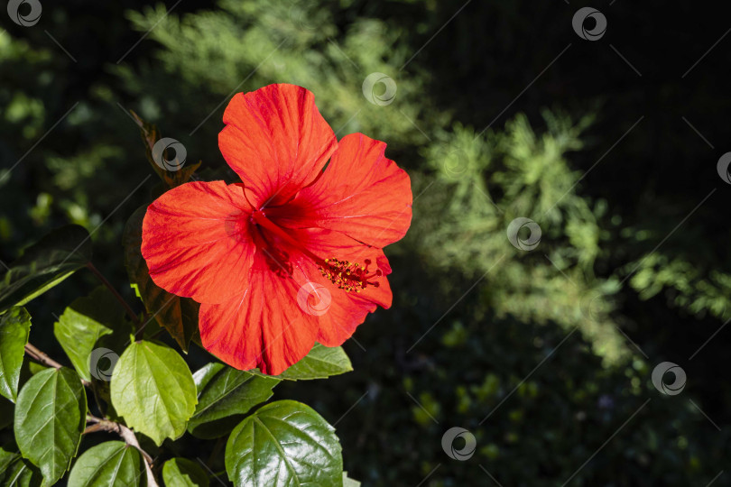 Скачать Крупный красный цветок китайского гибискуса (Hibiscus rosa-sinensis) на размытом фоне ветки можжевельника. Выборочный фокус. Крупный план. Китайская роза или гавайский гибискус на солнце. Концепция природы для дизайна фотосток Ozero