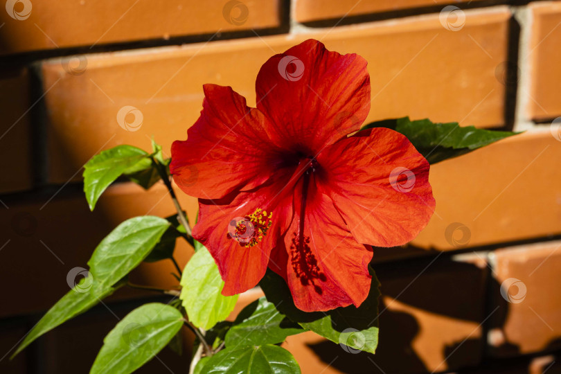 Скачать Большой красный цветок китайского гибискуса (Hibiscus rosa-sinensis) на фоне оранжевой кирпичной стены. Крупный план. Китайская роза или гавайский гибискус на солнце. Концепция природы для дизайна. Место для вашего текста. фотосток Ozero