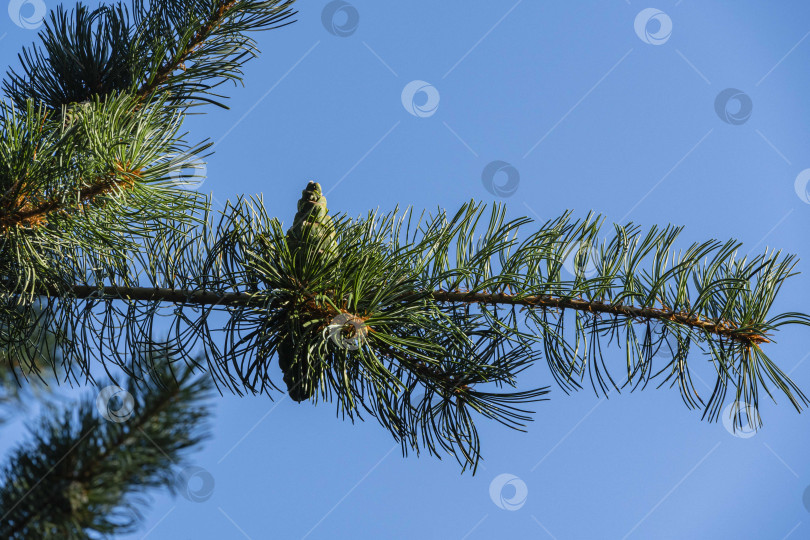 Скачать Молодые зеленые шишки на ветке японской сосны Pinus parviflora Glauca с оригинальной двухцветной зелено-серебристой хвоей. Размытый фон. Выборочный фокус. Концепция природы для дизайна с пространством для копирования фотосток Ozero