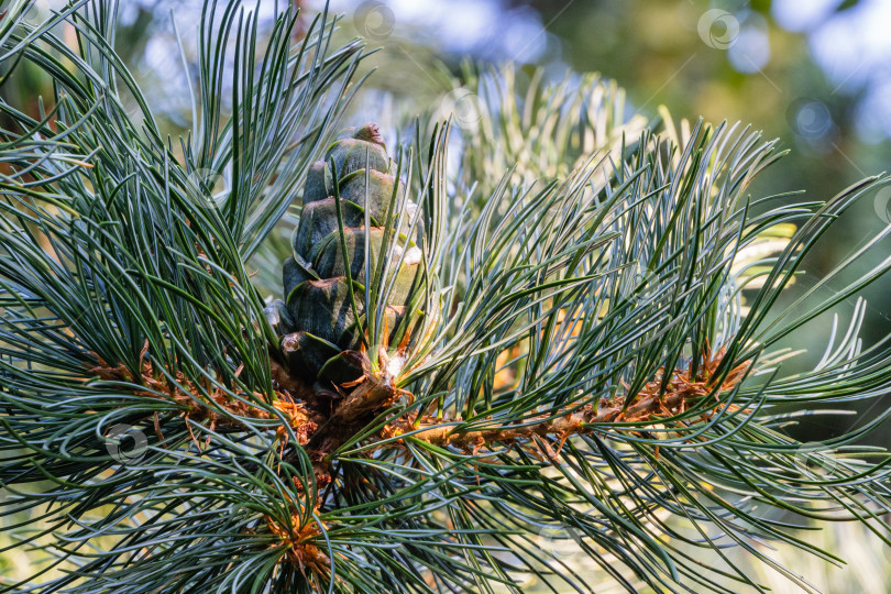 Скачать Молодые зеленые шишки на ветке японской сосны Pinus parviflora Glauca с оригинальной двухцветной зелено-серебристой хвоей. Размытый фон. Выборочный фокус. Концепция природы для дизайна с пространством для копирования фотосток Ozero