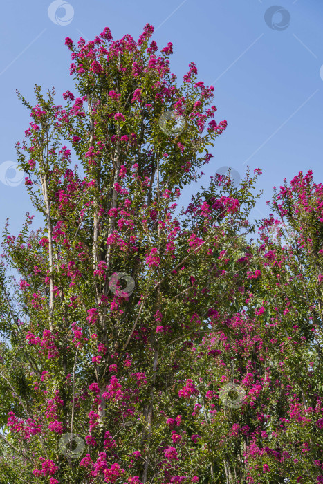 Скачать Светло-розовыми цветами распускается мирт (Lagerstroemia indica) на фоне голубого неба. Выборочный фокус. Городской парк Краснодара. Крупный план. Общественный пейзаж Галицийского парка. Солнечный летний день 2021 года фотосток Ozero