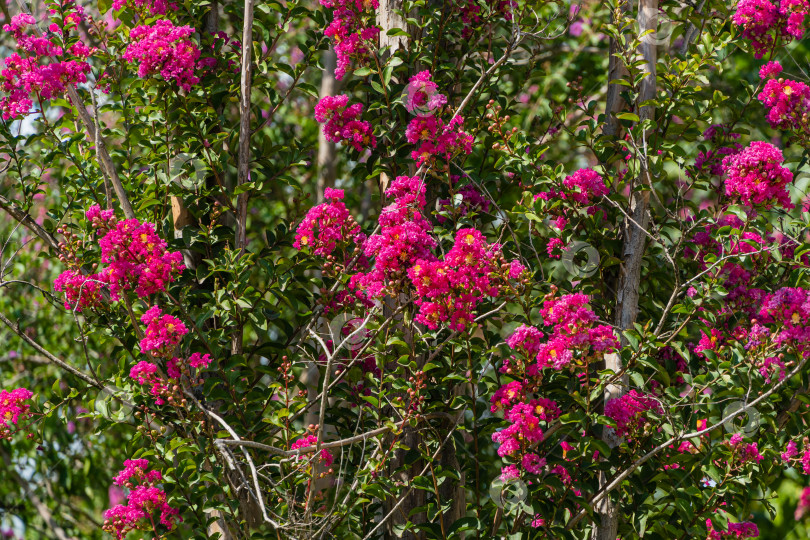 Скачать Распустившиеся светло-розовые цветы мирта (Lagerstroemia indica) на размытом темном фоне. Выборочный фокус. Городской парк Краснодара. Крупный план. Общественный пейзаж Галицийского парка. Солнечный летний день 2021 года фотосток Ozero