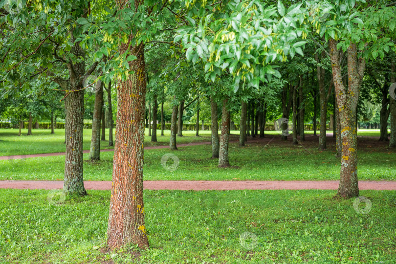 Скачать Фоновая текстура свежей зеленой лужайки местного общественного парка с красивыми деревьями. Скопируйте пробел для текста. фотосток Ozero