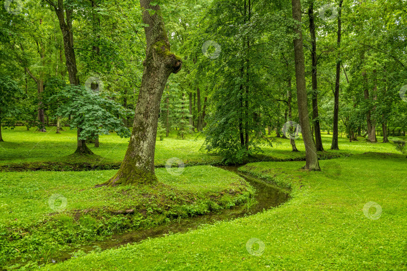 Скачать Фоновая текстура свежей зеленой лужайки местного общественного парка с красивыми деревьями. Скопируйте пробел для текста. фотосток Ozero