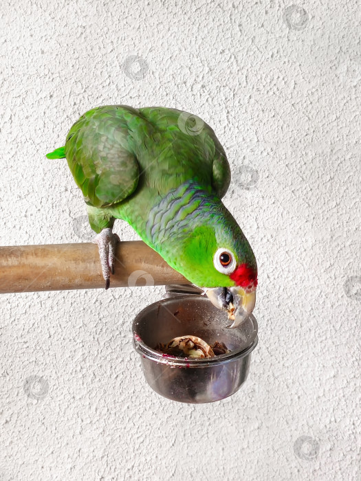 Скачать Амазонский попугай с красным лбом ест в своей кормушке фотосток Ozero