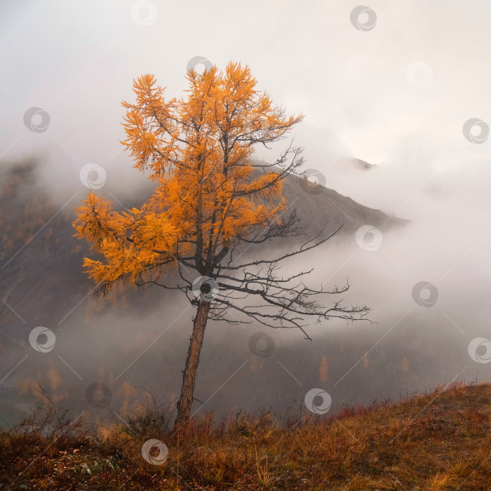 Скачать Фон осенней площади, крутой склон и золотистая лиственница фотосток Ozero