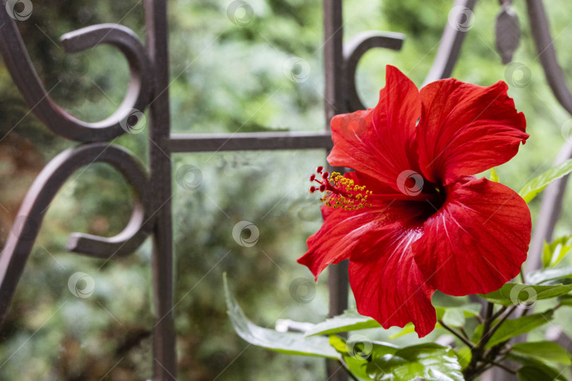 Скачать Большой красный цветок китайского гибискуса (Hibiscus rosa-sinensis) на размытом фоне окна с металлической решеткой. Выборочный фокус. Крупный план. Китайская роза или гавайский гибискус на солнце. Природа для дизайна. фотосток Ozero