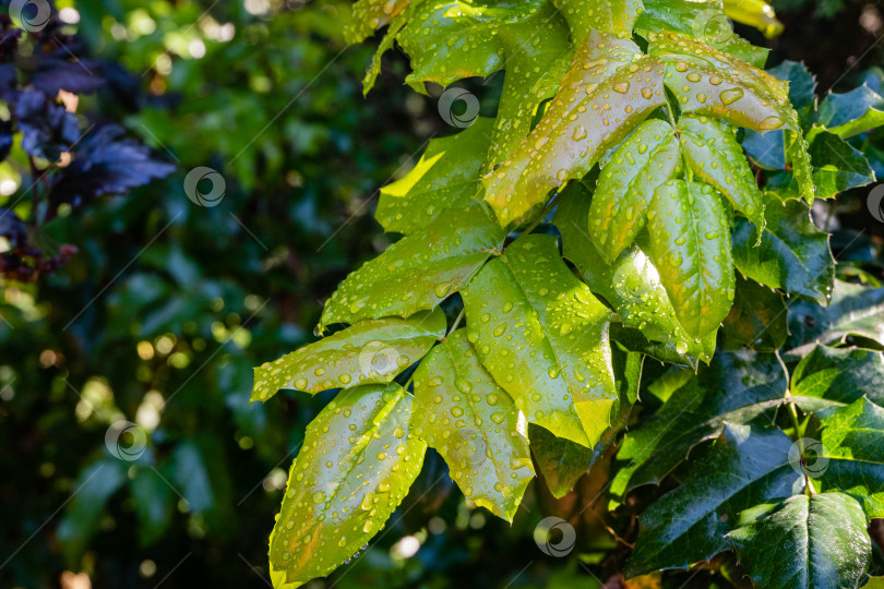 Скачать Светло-зеленые листья с каплями воды после дождя на ветвях махонии водолистной. Размытый темный фон. Выборочный фокус крупным планом. Вечнозеленый ухоженный сад. Концепция природы для дизайна. фотосток Ozero