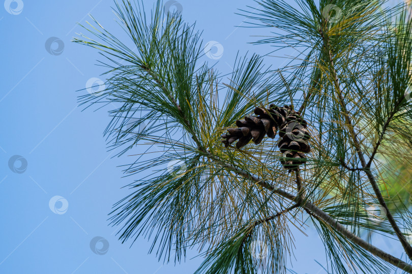 Скачать Белая сосна Pinus strobus. Коричневые длинные шишки среди длинных игл на изогнутых ветвях на размытом фоне голубого осеннего неба. Выборочный фокус. Оригинальная текстура. Концепция природы для дизайна. фотосток Ozero